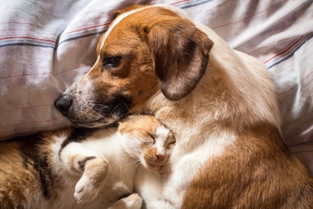 How to Help Pets to Get Along