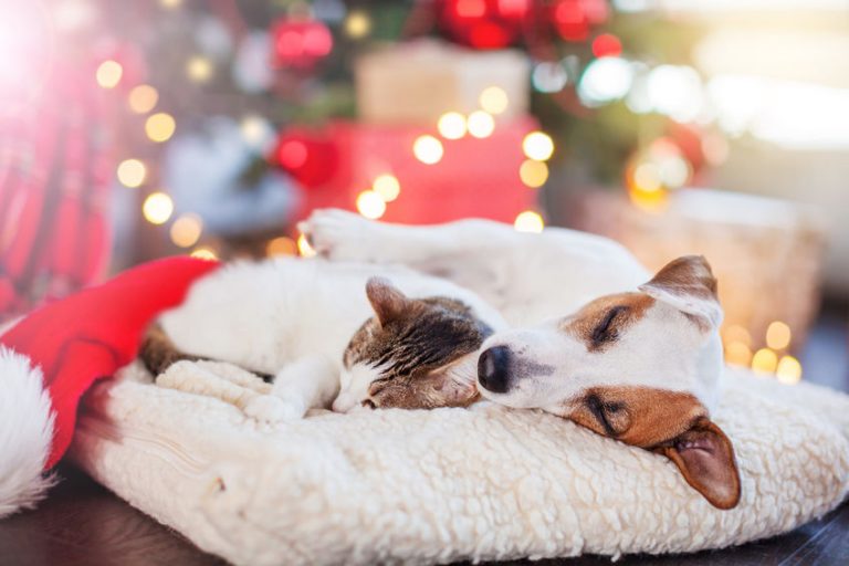 Holiday Pet Safety Tips - Hill Country Pet Sitters Plus