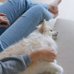 Woman massage pomeranian dog at home