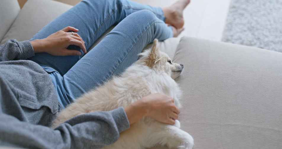 Woman massage pomeranian dog at home