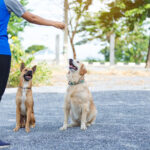 Woman owner of Thai dog and golden retriever training her dog for feeding food.